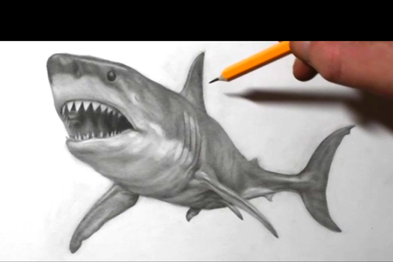 cutes4nremv56q0-shark-drawing